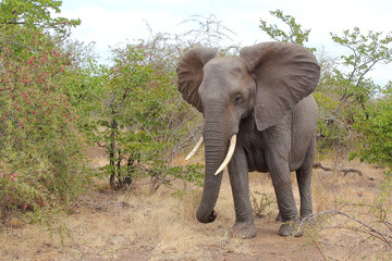 Afrikanischer Elefant / African elephant / Loxodonta africana