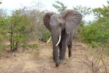 Afrikanischer Elefant / African elephant / Loxodonta africana