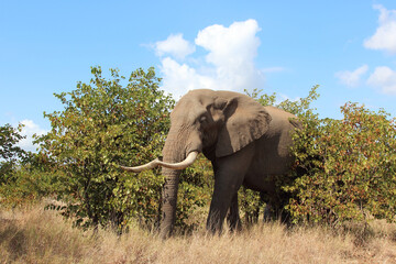 Fototapeta premium Afrikanischer Elefant / African elephant / Loxodonta africana