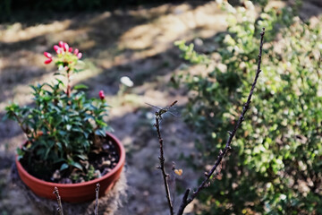 Libelle, Insekt, Fliege, Flügel