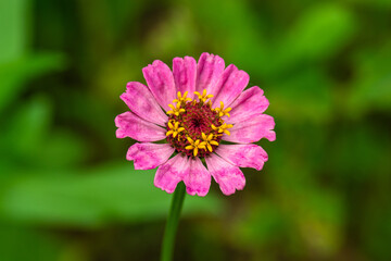 Obraz premium beautiful flowers in the flower garden