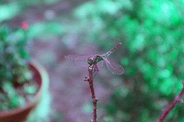 Libelle, Insekt, Fliege, Flügel