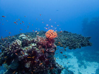Naklejka na ściany i meble Scuba Diving in the Red Sea
