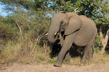 Obraz premium Afrikanischer Elefant / African elephant / Loxodonta africana