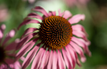 detailed closeup of an Echinacea purpurea (Purple Coneflower, Eastern coneflower, Brauneria purpurea, Rudbeckia purpurea)