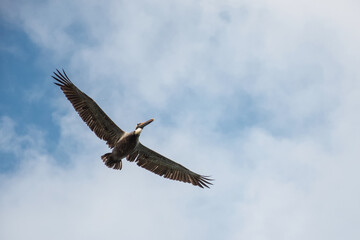 Pelícano del caribe volando en un día nuboso