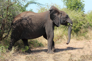 Afrikanischer Elefant / African elephant / Loxodonta africana