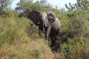 Fototapeta premium Afrikanischer Elefant / African elephant / Loxodonta africana