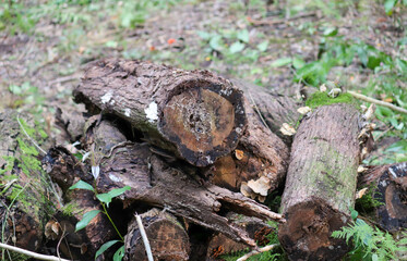 Photograph of several tree trunks piled up in the forest.