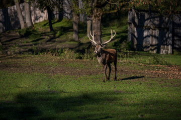 Fototapeta na wymiar deer in the winter