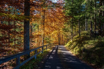 Obraz premium Autumm the bright colors in the forest