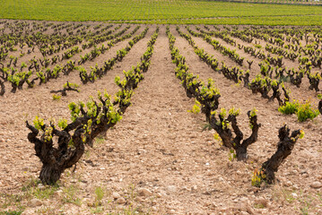 Fototapeta na wymiar Vineyards in summer, Fontanars dels Alforins, Valencia, Spain