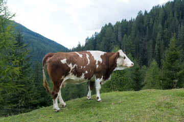 Fototapeta na wymiar cow in the Alps of Austria