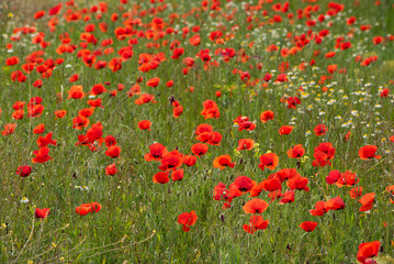 Summer red poppy field - stock photo