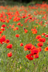 Summer red poppy field - stock photo