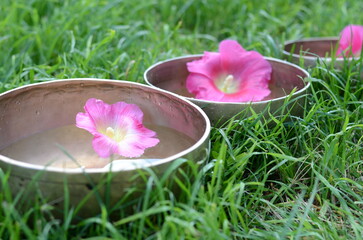 Obraz na płótnie Canvas Tibetan singing bowls with water and pink flowers on the nature background - ancient music instruments for meditation, relaxation, yoga, healing massage