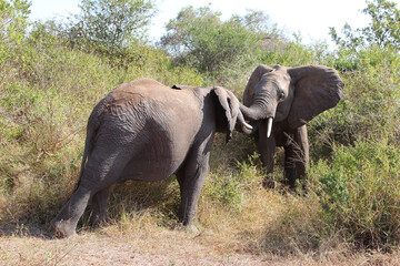 Fototapeta premium Afrikanischer Elefant / African elephant / Loxodonta africana.
