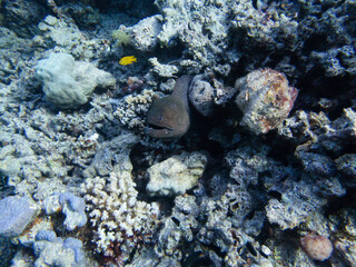 Fototapeta na wymiar Morray Eel in the Red Sea