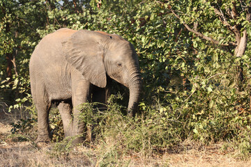 Obraz premium Afrikanischer Elefant / African elephant / Loxodonta africana