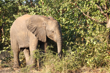 Fototapeta premium Afrikanischer Elefant / African elephant / Loxodonta africana