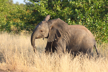 Fototapeta premium Afrikanischer Elefant / African elephant / Loxodonta africana