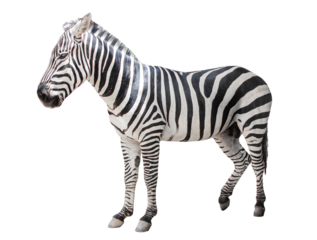 Young beautiful close up zebra Africa animal isolate die cut stand on transparent background in zoo