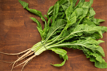 Large bunch of Chicory (leaves, stalks and roots). Fresh leafy vegetable. - obrazy, fototapety, plakaty