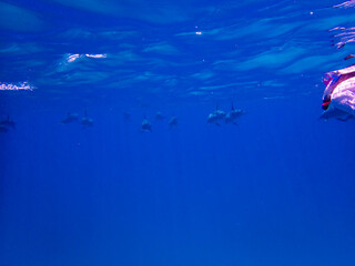 Fototapeta na wymiar Dolphins at Egypt