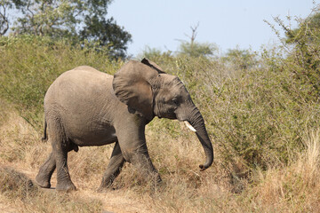 Obraz premium Afrikanischer Elefant / African elephant / Loxodonta africana