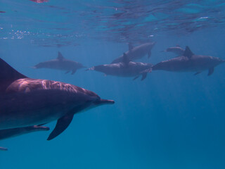 Fototapeta premium Dolphins at Egypt