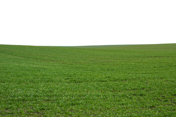 Obraz na płótnie Canvas Green field as a background. Green grass in spring isolated on white background.