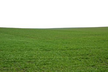 Foto op Plexiglas Groen veld als achtergrond. Groen gras in het voorjaar geïsoleerd op een witte achtergrond. © Nikolay