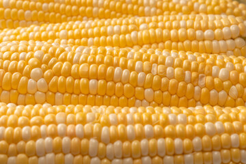 Yellow corn isolated on white background. Copyspace.