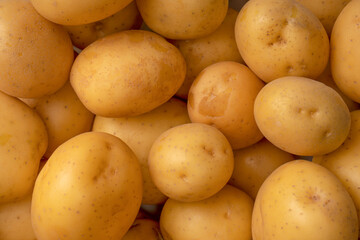 A group of fresh tasty potato as  background.