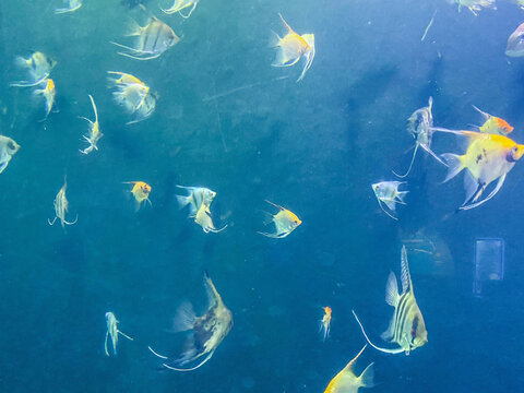 flocks of fish swim under water. multi-colored, yellow angelfish in the aquarium. aquarium fish, exotic animals, underwater world