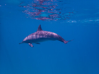 Dolphins at Egypt