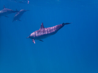 Dolphins at Egypt