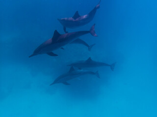 Dolphins at Egypt