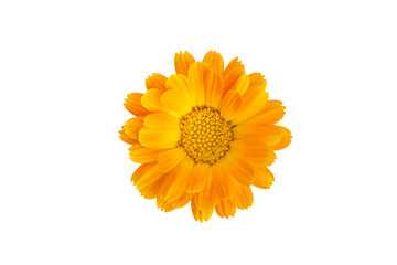 Common marigold flowerhead, isolated on transparent background - obrazy, fototapety, plakaty