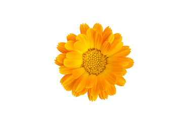 Common marigold flowerhead, isolated on transparent background