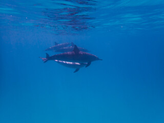 Dolphins at Egypt