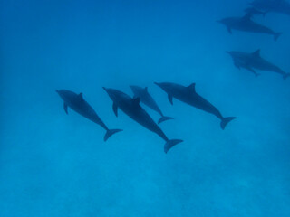 Dolphins at Egypt