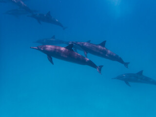 Dolphins at Egypt