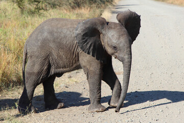 Afrikanischer Elefant / African elephant / Loxodonta africana