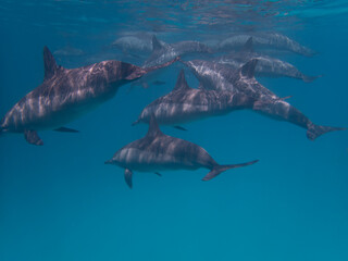 Dolphins at Egypt