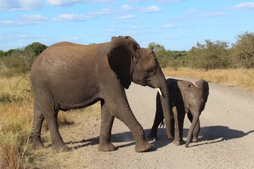 Fotobehang Afrikanischer Elefant / African elephant / Loxodonta africana © Ludwig
