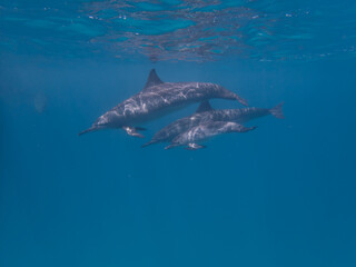 Dolphins at Egypt