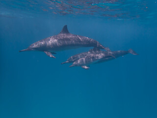 Dolphins at Egypt