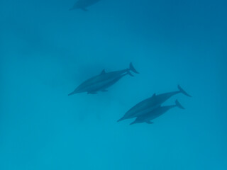 Fototapeta premium Dolphins at Egypt