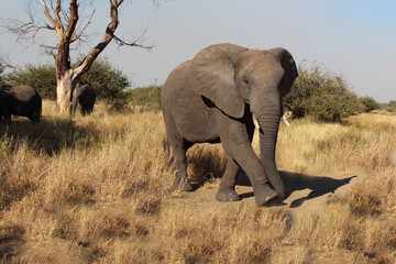 Obraz premium Afrikanischer Elefant / African elephant / Loxodonta africana